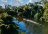 IA se torna aliada no combate ao desmatamento na Amazônia