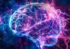 Sindplay lança curso sobre neurotransmissão e funcionamento do cérebro