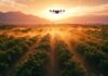 Drones agrícolas levam até 4 toneladas por dia e transformam a logística rural na China