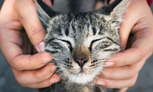 Gatos podem ajudar a explicar origem e evolução do câncer em humanos