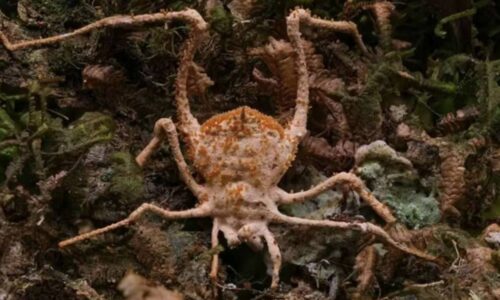 Pesquisadores identificam nova espécie de fungo ‘zumbi’ que infecta aranhas na Mata Atlântica