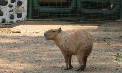 CapivarIA: como uma montagem virou ferramenta de gestão