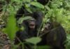 “Guerra civil” de chimpanzés choca comunidade científica