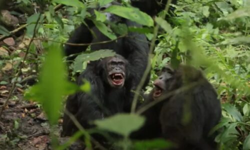 “Guerra civil” de chimpanzés choca comunidade científica
