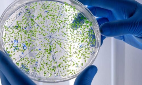 IA cria moléculas inéditas e avança no combate às superbactérias