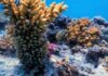 Brasileiros criam modelo de IA para proteger ecossistemas marinhos