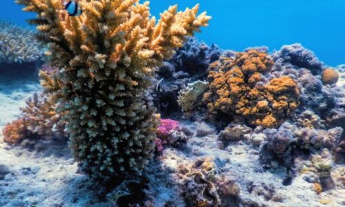 Brasileiros criam modelo de IA para proteger ecossistemas marinhos