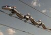 China testa robôs-serpente capazes de monitorar redes elétricas continuamente