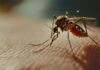 Dispositivo com IA reconhece espécies de mosquitos sem internet