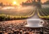 Projeto com IA reduz em até 36% o consumo de água na produção de café