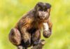 IA usa reconhecimento facial para estudar inteligência de macacos na natureza