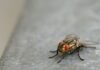 IA que reproduz cérebro de mosca pode ser usada para jogar e fazer investimentos