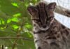 Primeira nova espécie de gato em mais de 100 anos é descoberta por pesquisador brasileiro
