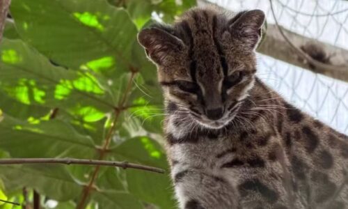 Primeira nova espécie de gato em mais de 100 anos é descoberta por pesquisador brasileiro