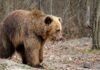 Imagem falsa de urso feita com IA mobiliza polícia e rende multa na Rússia