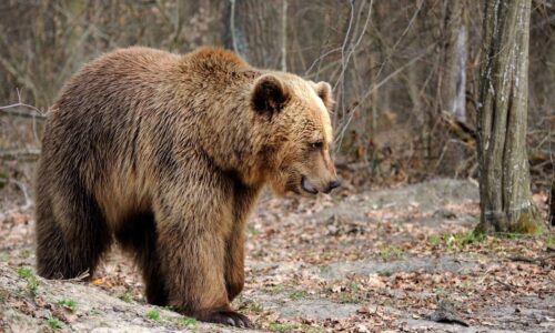 Imagem falsa de urso feita com IA mobiliza polícia e rende multa na Rússia